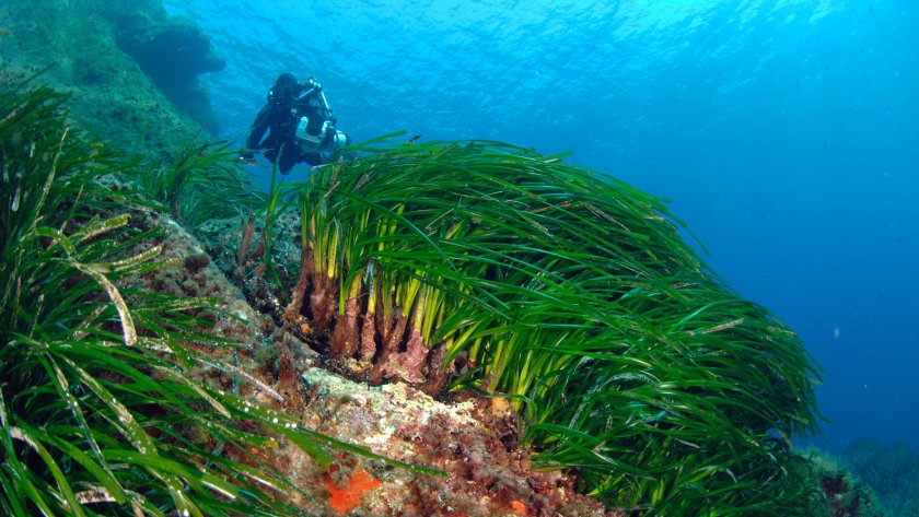 marine biologists & posidonia