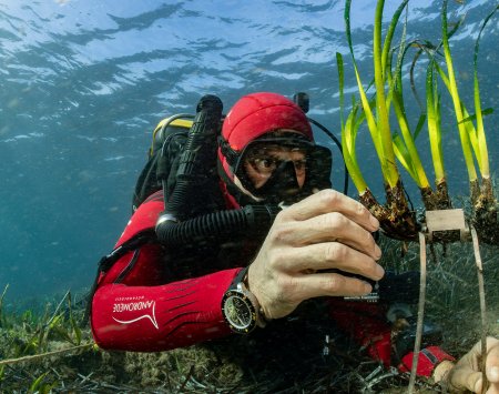 marine biologist